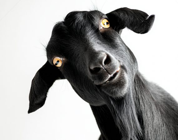 Beitrag zum Haushalt 2026